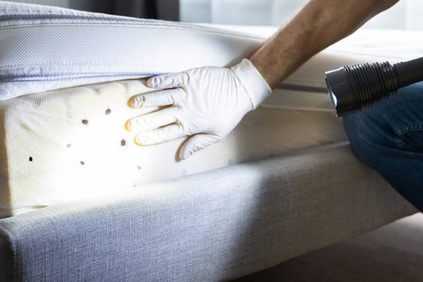 Best Local Pest Control Services  in Alexandria Bay, NY