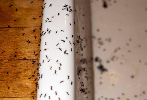 Best Termite Control Services  in Alexandria Bay, NY